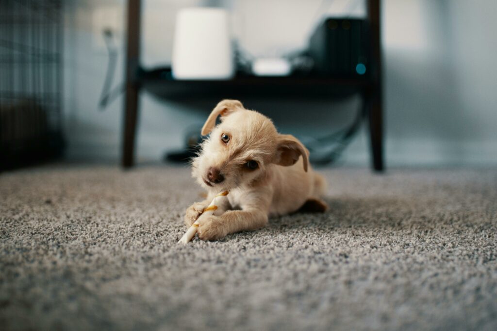 pexels-photo-1750378-1750378 Cute puppy lying on carpet, chewing a stick indoors, showcasing innocence and playfulness.